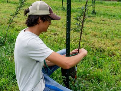 Person training young apple tree