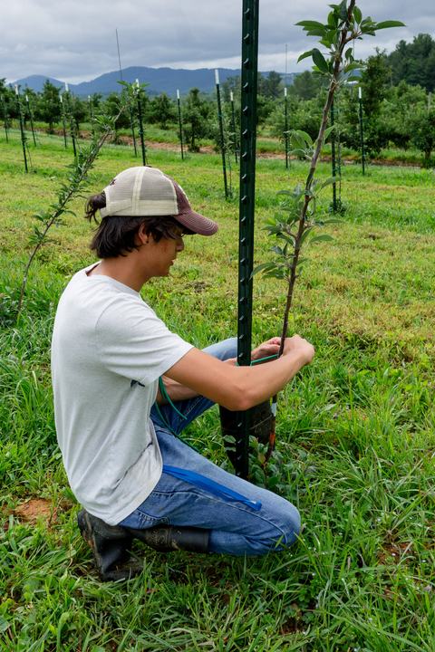 Person tying young apple tree to stake