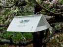 Delta-style insect trap in apple tree during bloom