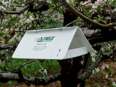 Delta-style insect trap in apple tree during bloom