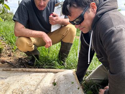 Sampling insects with beat cloth