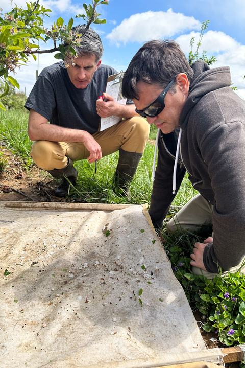 Two people sampling insects with a beat cloth in an apple orchard