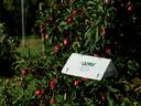 White insect trap in apple tree