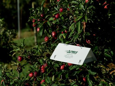 White insect trap in apple tree