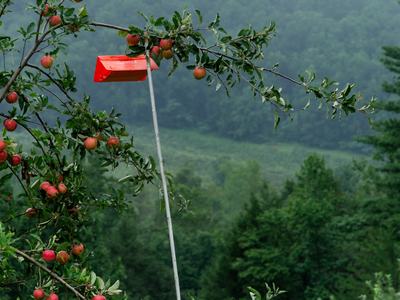 Insect trap in apple tree