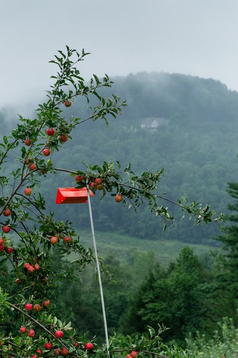 Insect trap in apple tree