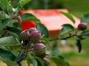 Small apples on tree with orange plastic insect trap in background, in orchard