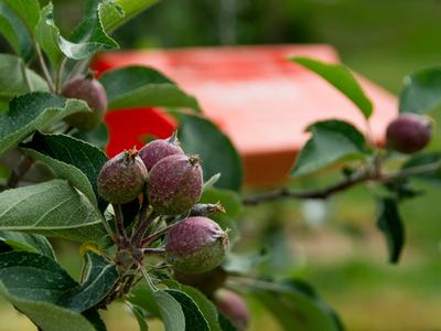 Small apples on tree with orange plastic insect trap in background, in orchard