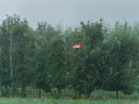 Apple orchard with orange insect trap in trees