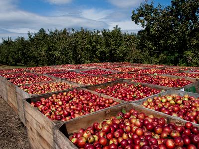 Several wooden bins filled with red apples in apple orchard