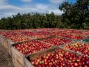 Several wooden bins filled with red apples in apple orchard