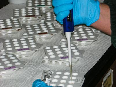 Treating cells with chemicals for codling moth larval bioassay