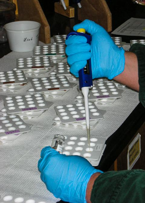 Hands using pipette to add chemical to cell trays containing insect diet