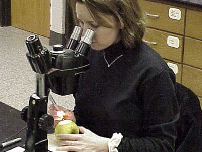 Counting codling moth eggs on apple
