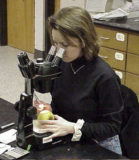 Person using microscope to count codling moth eggs on apple