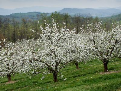 Apple orchard in bloom