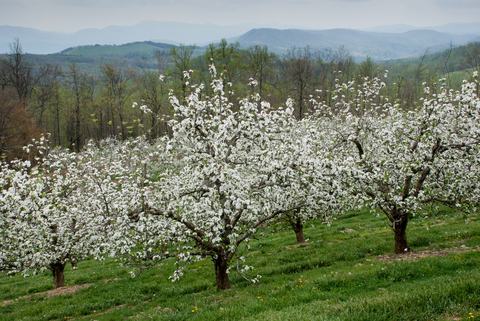 Apple orchard in bloom