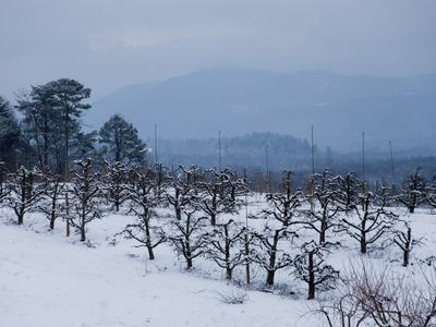 Apple orchard in winter