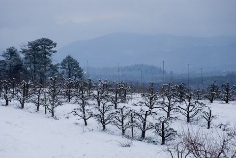 Apple orchard in winter with mountains in background