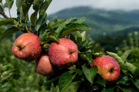 Apples on a tree