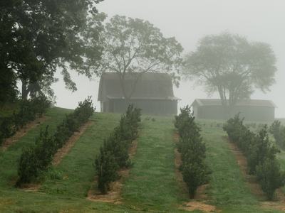 Apple orchard and barn in morning fog