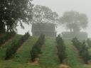Apple orchard and barn in morning fog