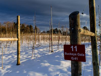 Apple orchard in winter