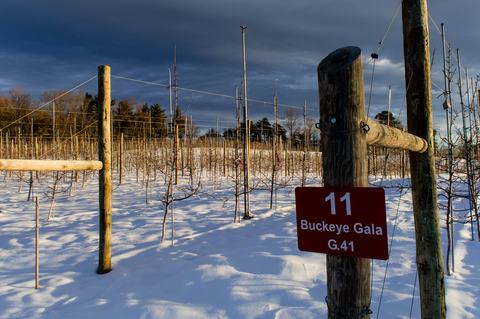 Apple orchard in snow
