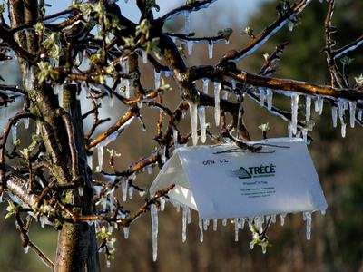 Insect trap covered in frost protection ice
