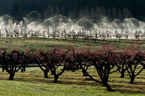 Apple trees covered in ice with irrigation running and dry peach trees in foreground