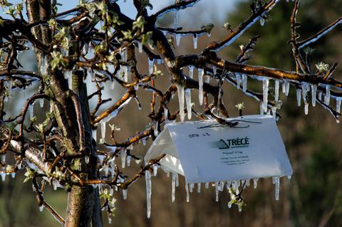 Insect trap covered in frost protection ice