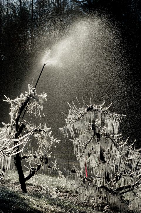 Apple trees covered in ice with overhead irrigation spraying water