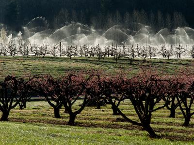 Frost protection in orchard