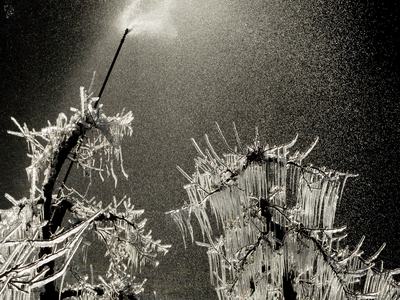Frost protection in apple orchard