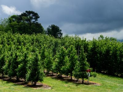 Apple orchard