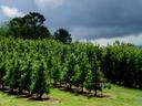Apple orchard