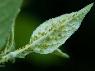 Small green aphids on an apple leaf