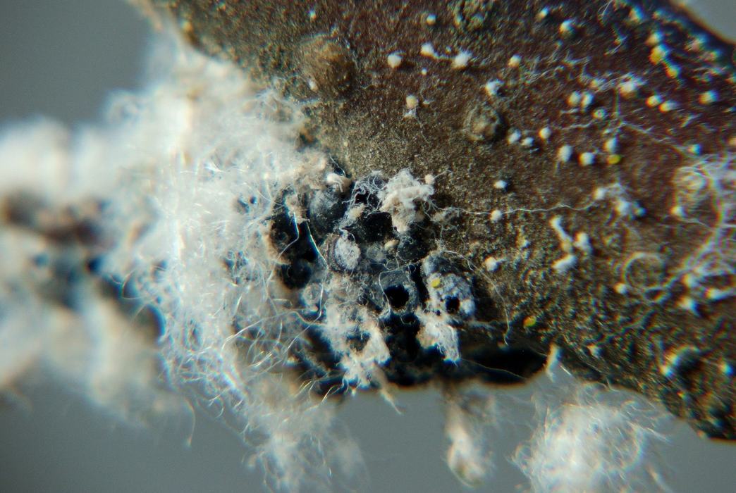 Close-up of small black aphids with holes in them