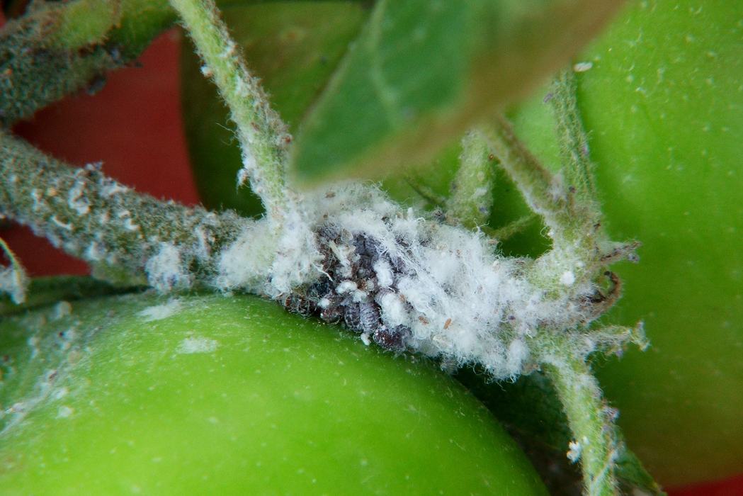 white woolly mass on apple branch