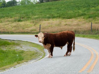Cow standing in road