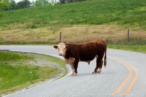 Cow standing in road