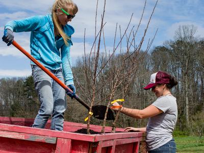 People potting apple trees