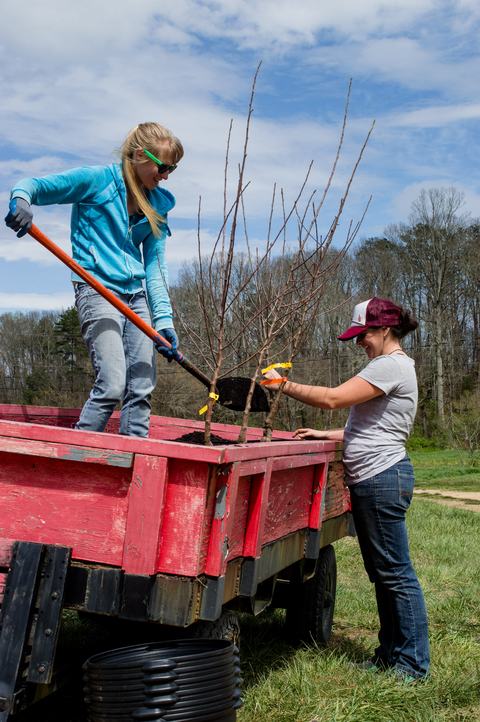 Two people putting potting soil from wagon into containers with young apple trees