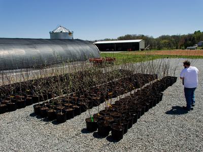 Person setting potted tree into group of potted trees