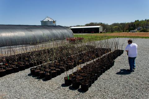 Person setting potted tree into group of potted trees