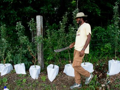 Weeding around potted apple trees, ambrosia beetle study