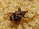 Close-up of brown weevil (plum curculio) on sandy soil
