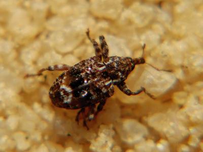 Close-up of brown weevil (plum curculio) on sandy soil