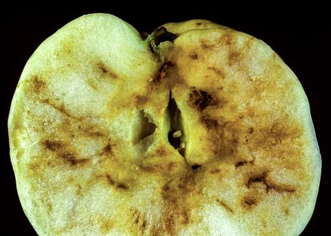 Apple-pest_flies 210318 006