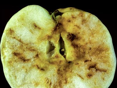Apple maggot damage on fruit